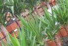 Ardrossanplant-nursery-10.jpg; ?>