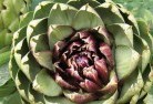 Ardrossanplant-nursery-1.jpg; ?>