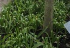 Ardrossanplant-nursery-23.jpg; ?>