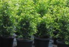 Ardrossanplant-nursery-24.jpg; ?>