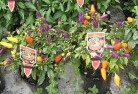 Ardrossanplant-nursery-27.jpg; ?>