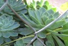 Ardrossanplant-nursery-28.jpg; ?>
